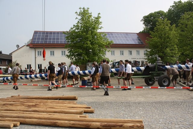 Maibaum 2013